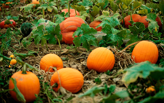 Попробуйте найти голую девушку на фотографии Путешествия,фото