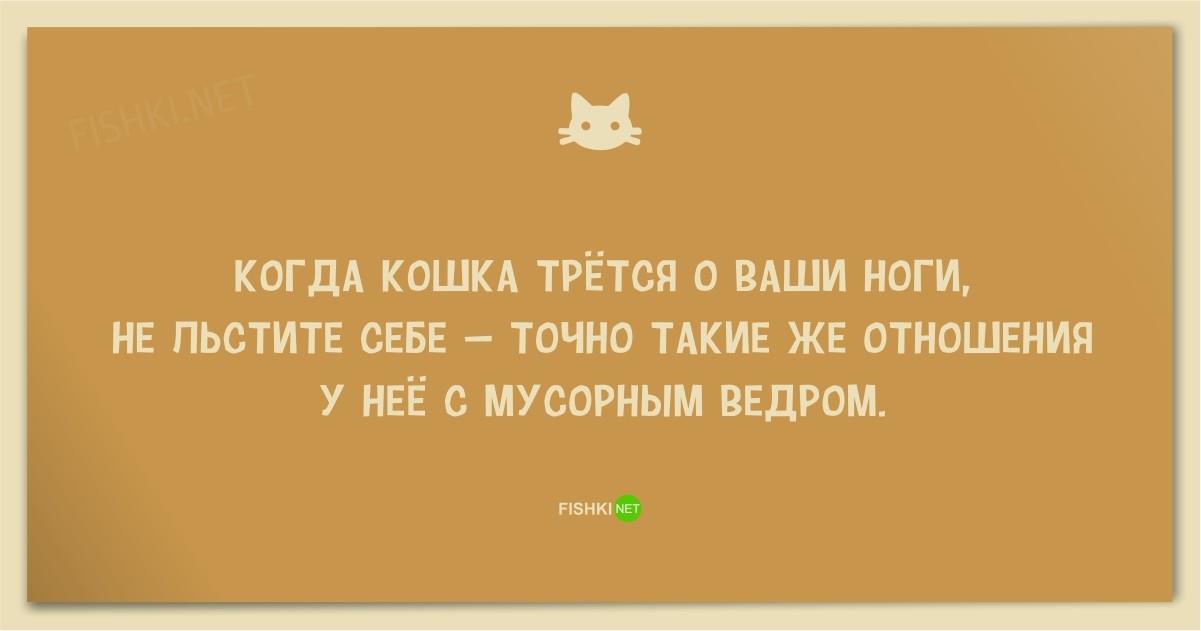 25 смешных анекдотов про кошек и котов