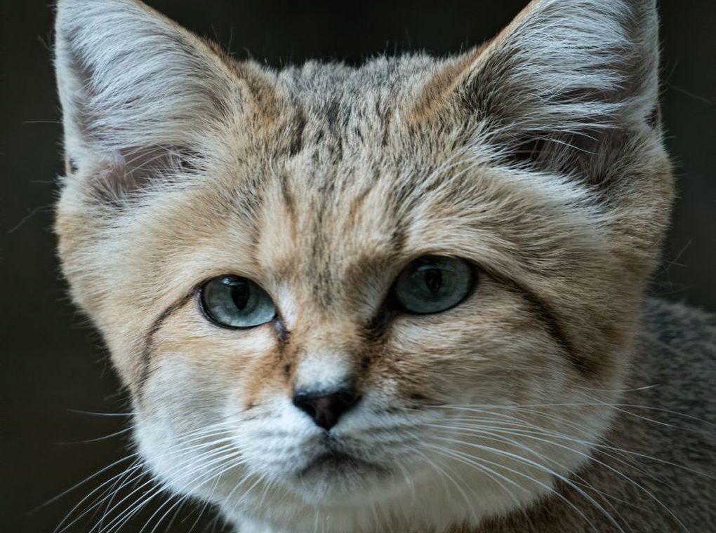Барханный кот (лат. Felis margarita)