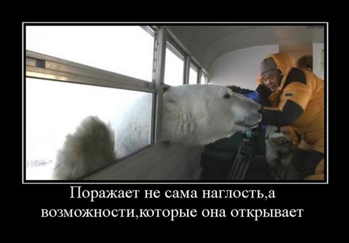 Пятничные демотиваторы: «Где хозяин берёзы?» 