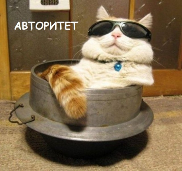 Такие разные и забавные котики Такие разные и забавные котики
