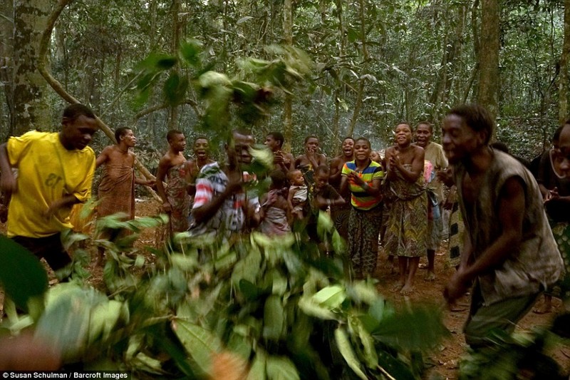 Как живут африканские пигмеи африка, пигмеи, племя, тропический лес