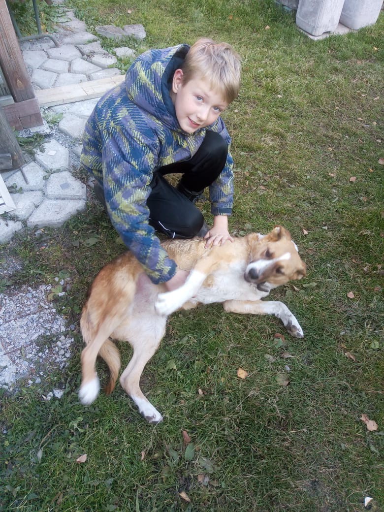 Хозяева не пустили собственного пса домой после прогулки 