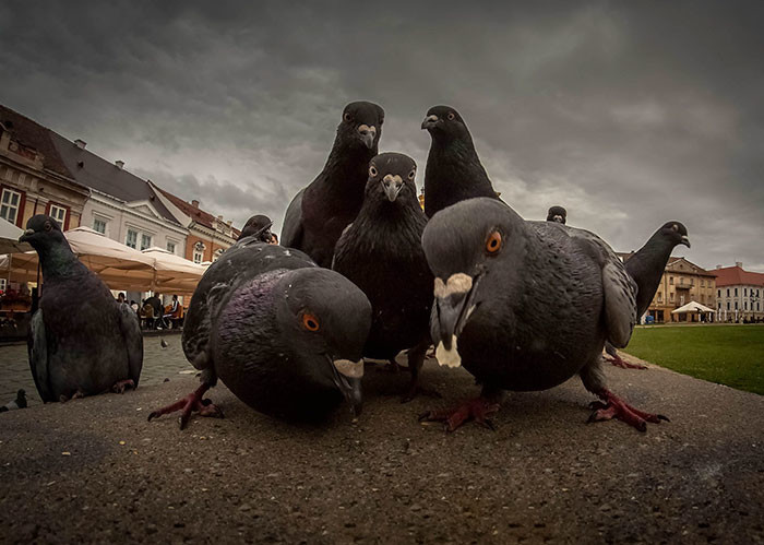 Эти голуби похожи на панк-группу в стиле 90-х ансамбли, животные, забавно, фото