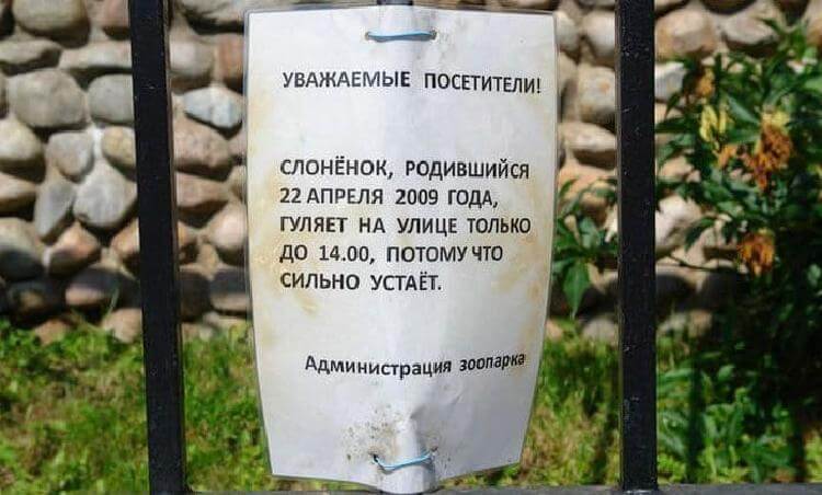 Зоопарк таблички про животных. Уважаемые посетители зоопарка. Животных не кормить. Смешные надписи в зоопарке. Объявление о сокращенном рабочем дне.