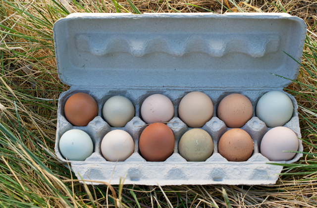 Какие яйца лучше: белые или коричневые? 