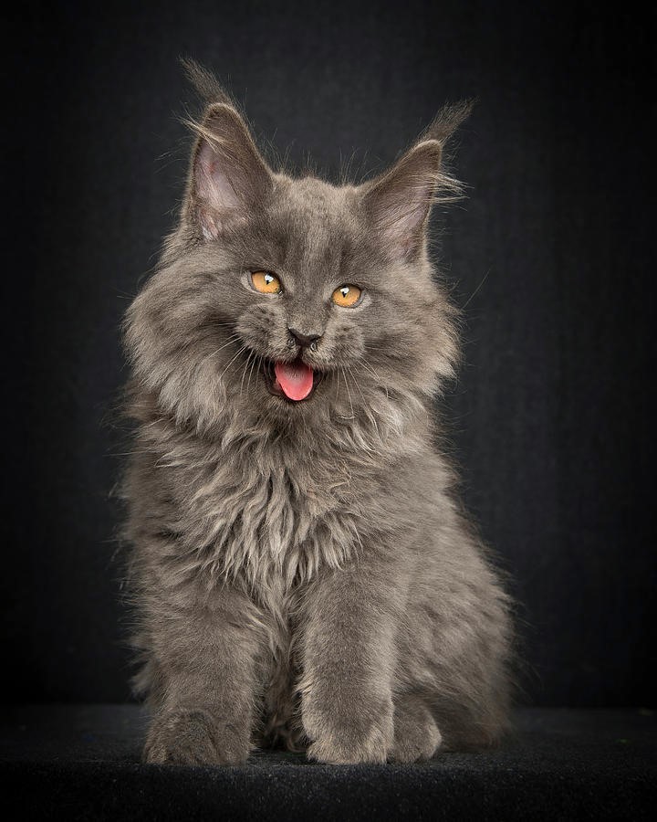 NewPix.ru - Американская енотовая кошка Maine Coon