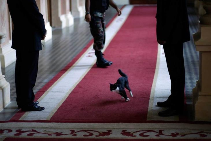 Кошка появляется в доме правительства Парагвая во время ожидания высокопоставленного гостя Забавные фото, животные, мимишность