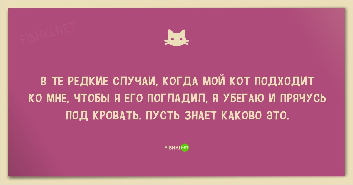 25 смешных анекдотов про кошек и котов