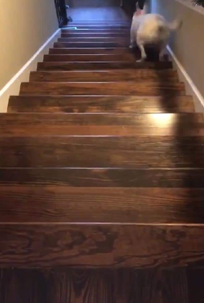 Пес на ступенях