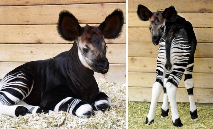 Baby Okapi