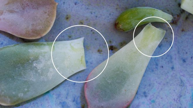 23 гениальные хитрости, которые пригодятся в саду 23 гениальные хитрости, которые пригодятся в саду дача,полезные советы,сад и огород