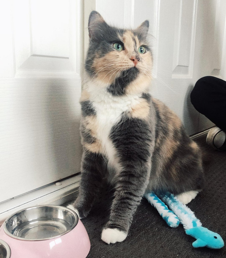 18 обитателей приюта, которые кого хочешь покорят, и моргнуть не успеешь 18 обитателей приюта, которые кого хочешь покорят, и моргнуть не успеешь