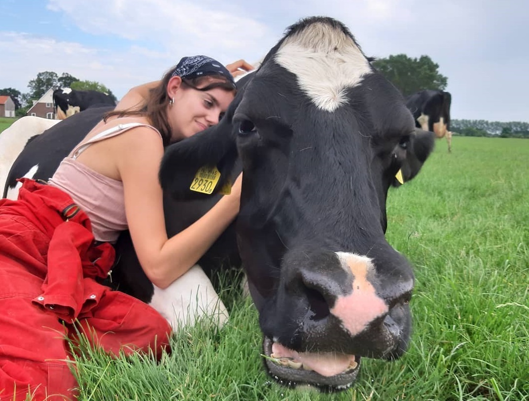 Объятия с коровами для снятия стресса стали новым трендом