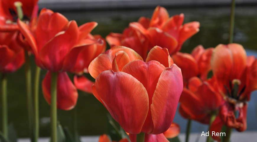 Август - самое время выбирать, какие сорта тюльпанов у вас будут цвести весной дача,сад и огород,цветоводство