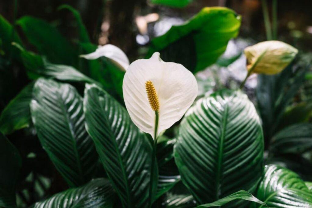 Стабильность вместо суеты: простые правила, которые заставят спатифиллум цвести