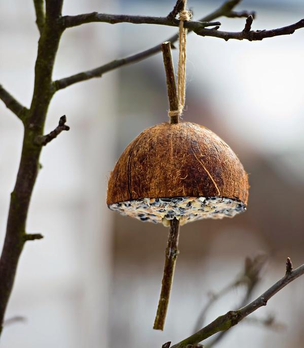 Покормите птиц зимой, или 6 креативных кормушек своими руками для дома и дачи,мастер-класс