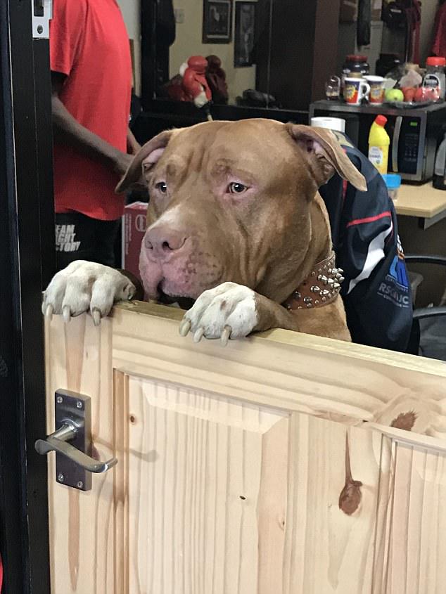 Meet tough-guy Eric who is the guard dog at Fight Factory Boxing Gym in London - he