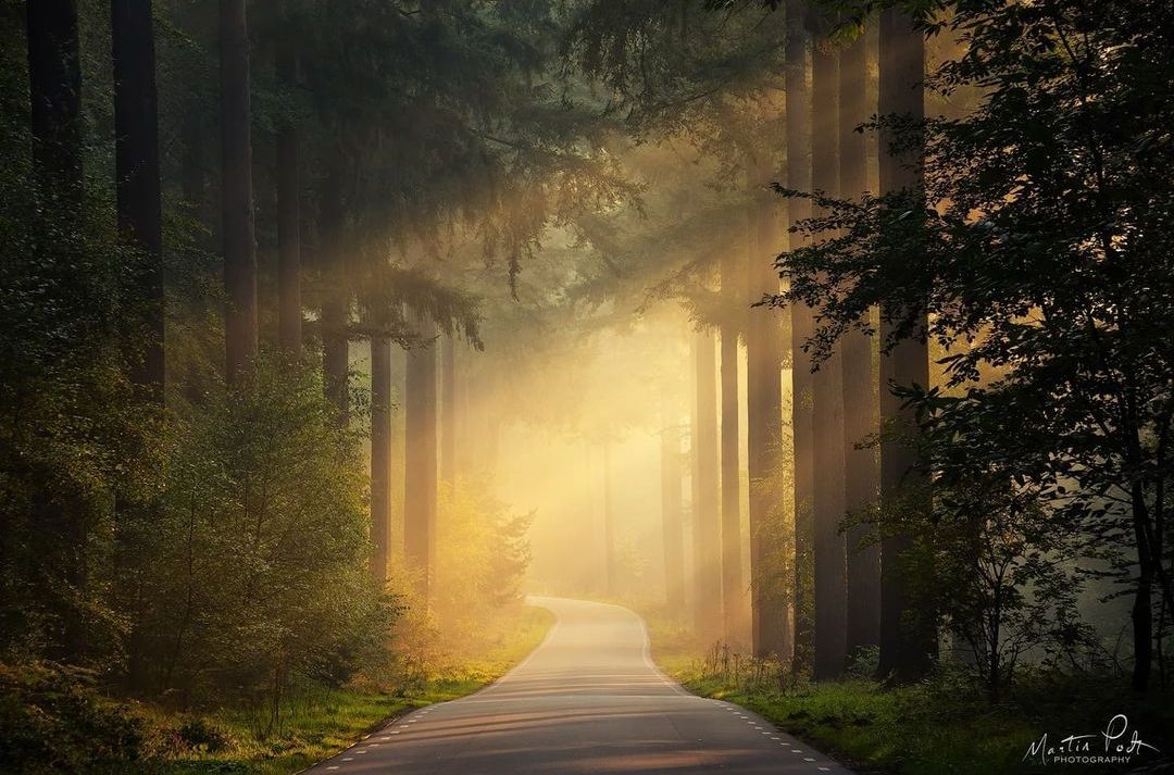 Волшебные леса на снимках Мартина Подта лес,тревел-фото