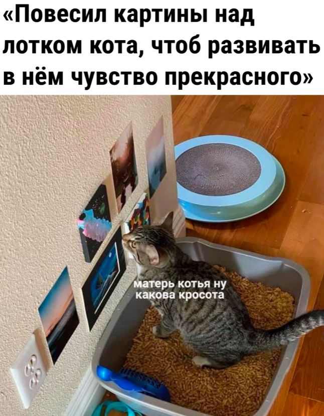 Юмористические картинки для настроения 