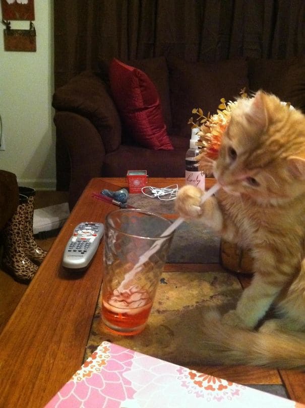 At First I Thought My Roommate Kept Drinking My Drinks When I Left The Room. Then I Caught Him Red Handed