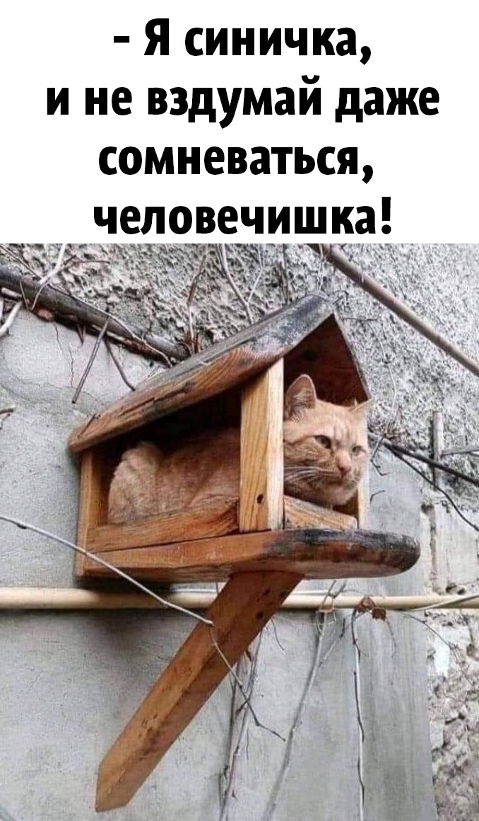 Юмор из интернета 693 Юмор из интернета 693 позитив,смех,улыбки,юмор