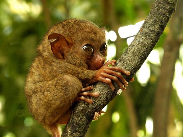 Baby Tarsier