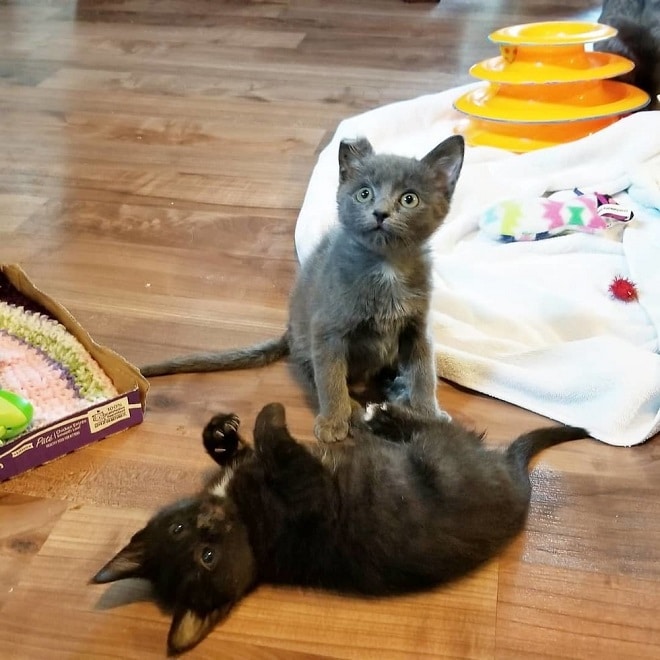 Два котенка 