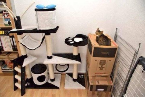 Кошачья логика Кошачья логика