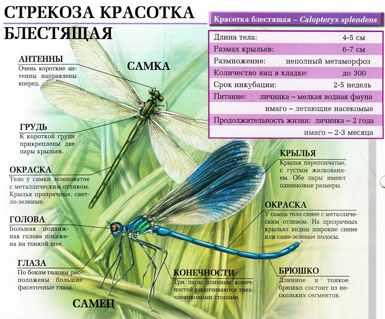 Части тела насекомых