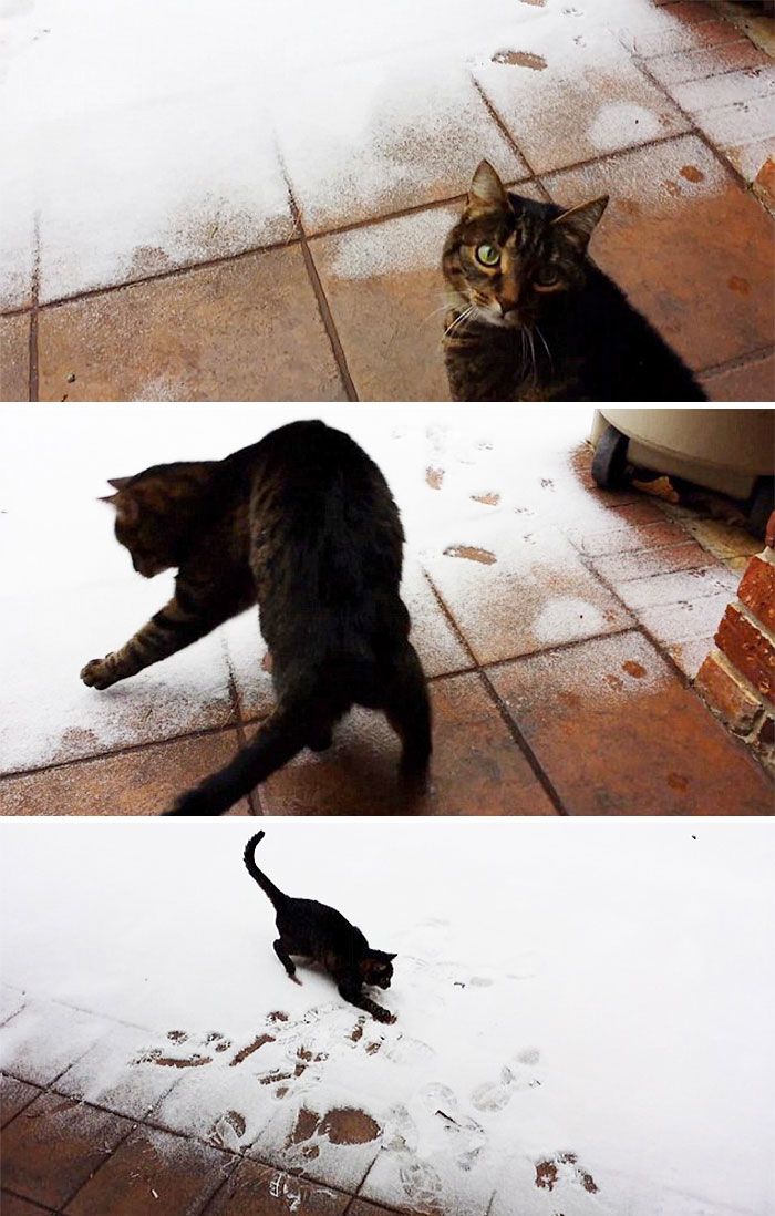 полосатый кот ходит по снегу