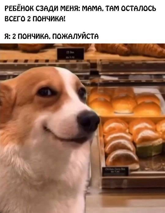 Смешные картинки с надписями и идеальный торт Смешные картинки с надписями и идеальный торт