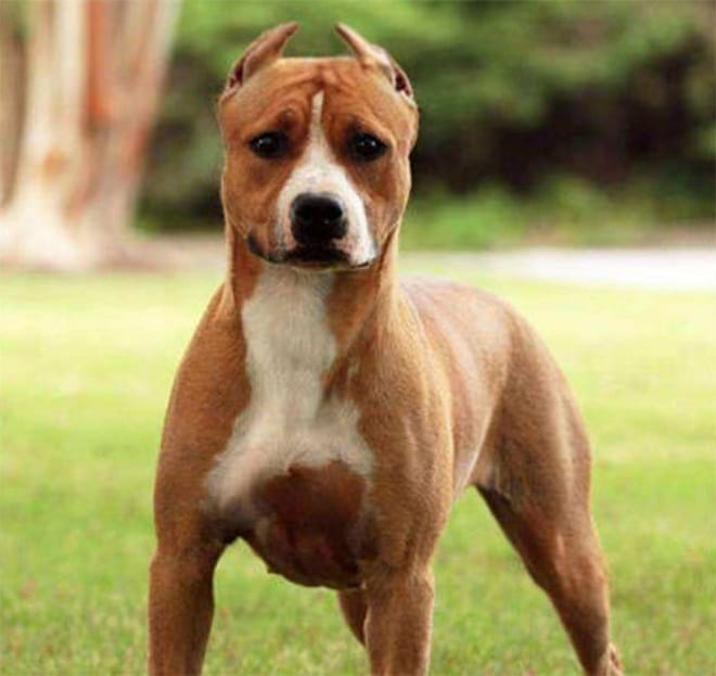 В аэропорту хозяева взглянули на переноску и увидели, что их собака-чемпион исчезла истории из жизни