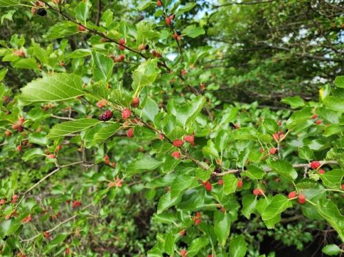 7 рецептов с шелковицей – ожирение, диабет, гипертония, атеросклероз, омолаживающее.