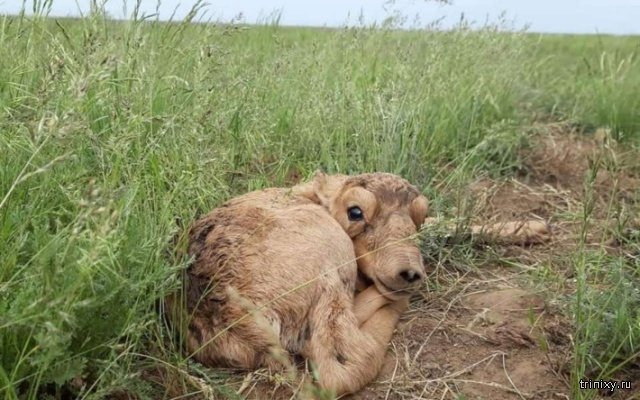 Самый милый пост за сегодня: детеныши сайгаков в Казахстане красивые фотографии,фото приколы,шикарные фотографии