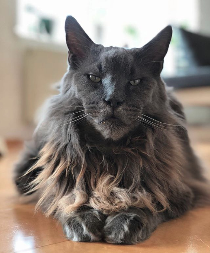 20 кошечек, которых будто нарисовали по заказам пользователей соцсетей, а потом оживили