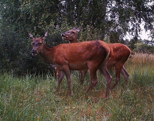 Мужчина установил фотоловушки возле Чернобыля. Камера зафиксировала невероятное!