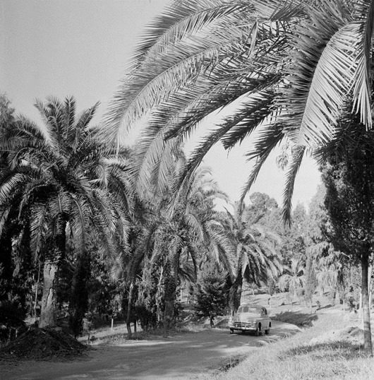 Советский Сухуми 1950-х годов Советский Сухуми 1950-х годов