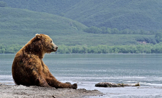 Люди расположились на пляже в Сибири, когда из леса вышли медведи и тоже устроились на отдых медведи, медведица, спокойно, местные, медведей, чтобы, людей, отдыхающим, необходимым, власти, сочли, пляже, обратиться, жителям, кормить, провоцировать, животных, Представитель, лесничества, просьбой