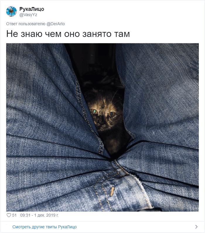 кот с хозяином