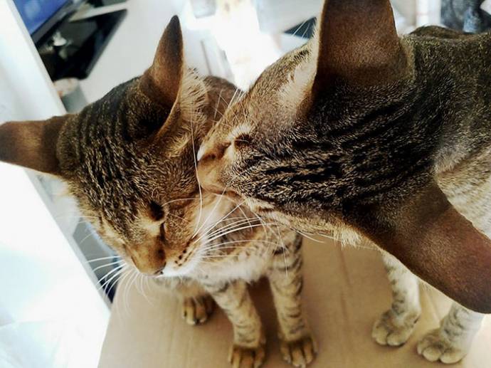 Без кота и жизнь не та