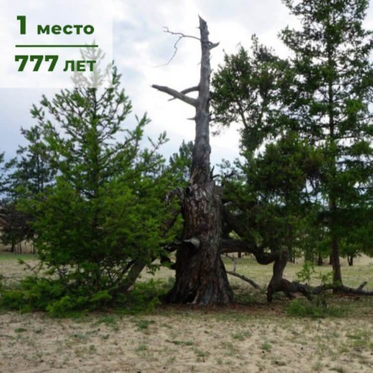 5 самых старых деревьев России деревья,рейтинги,Россия