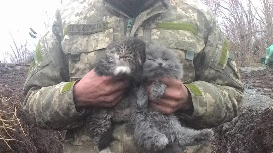 Солдаты со своими… котиками