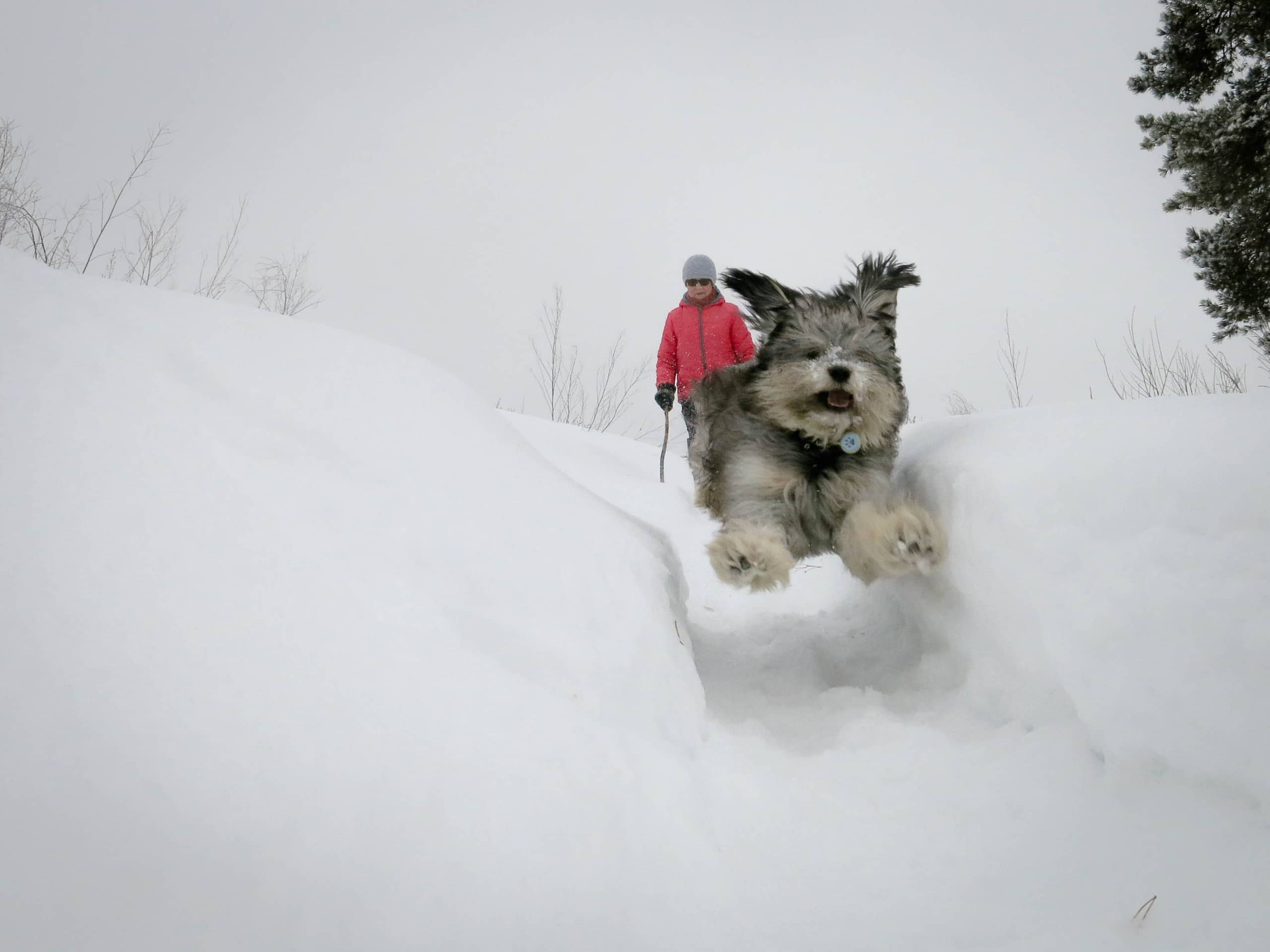собака на прогулке