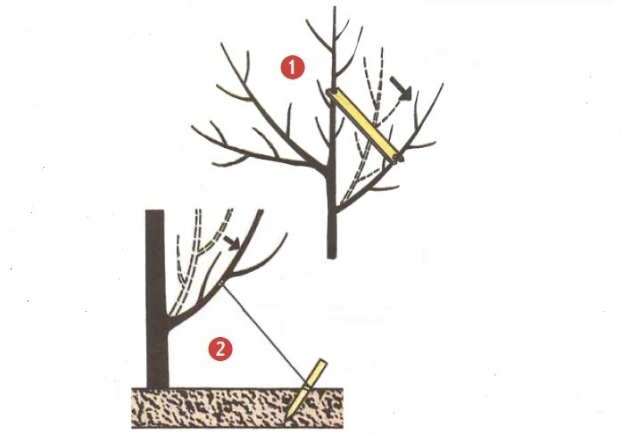 После этого ваша яблоня зацветет быстрее
