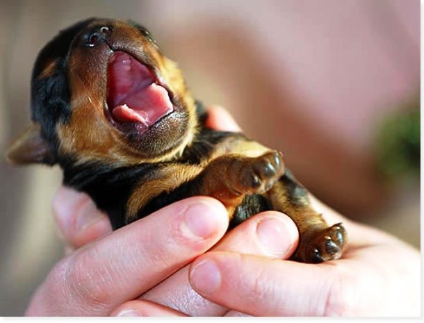 Как зевают животные могут, может, очень, когда, выглядит, течение, этого, пасть, кошки, несколько, всего, зевания, славятся, своего, часов, весьма, зевает, зевание, также, острые
