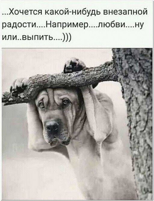 Шутки и мемы про алкоголь после прошедших выходных  позитив,смешные картинки,юмор