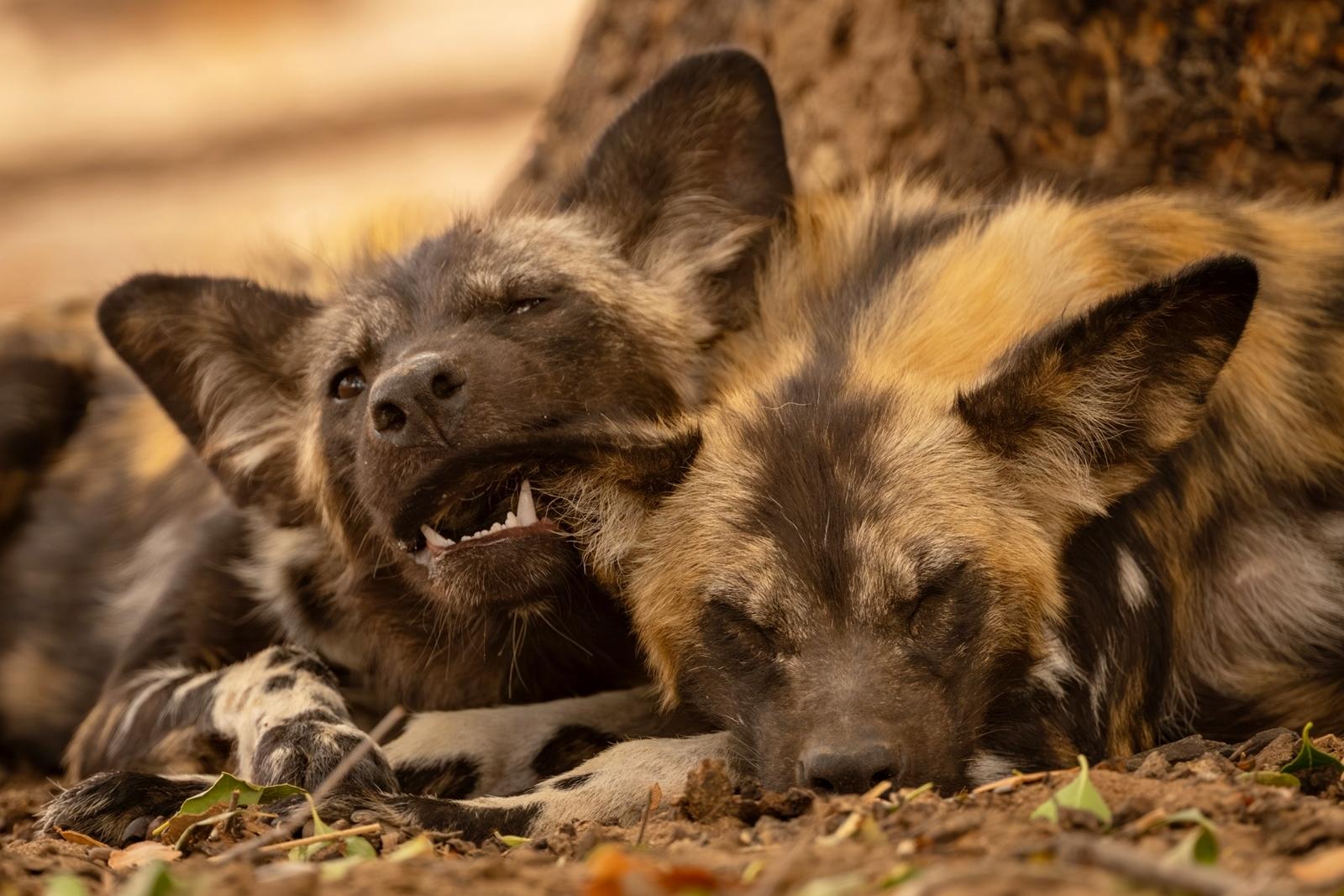 25 самых милых фотографий животных в дикой природе ShutterstockFotodomruфото, ктото, Bachkova, посмотрите, Piotr, марта, только, дикой, NataliaShutterstockFotodomruфото, KrzeslakShutterstockFotodomruфото, важной, удивленно, выглядывает, Только, укрытия, сладко, рядом, неловко, кувыркается, траве