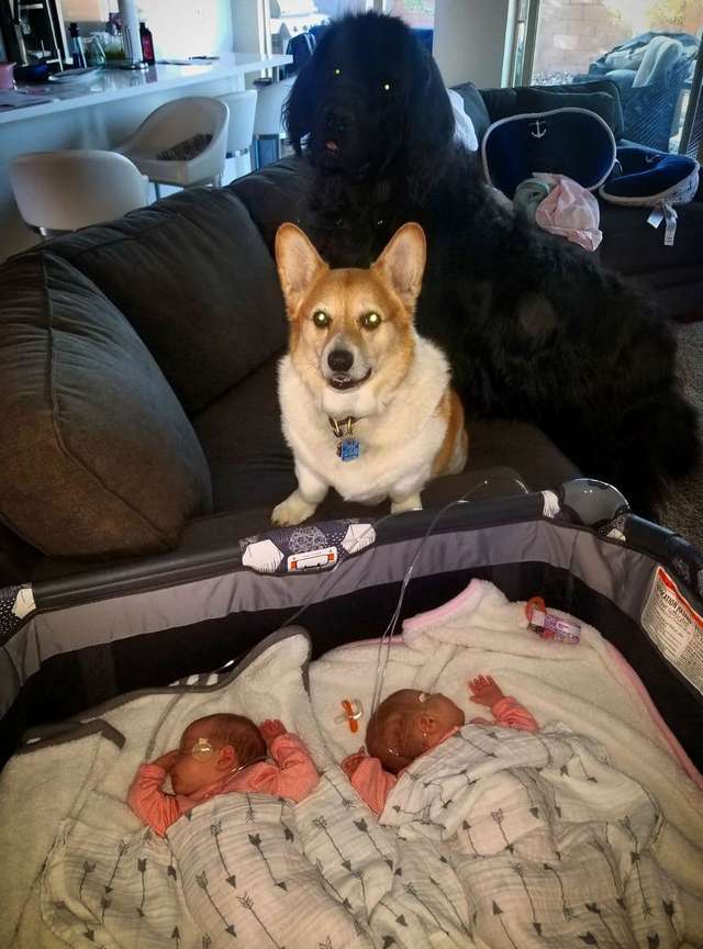 собаки и дети