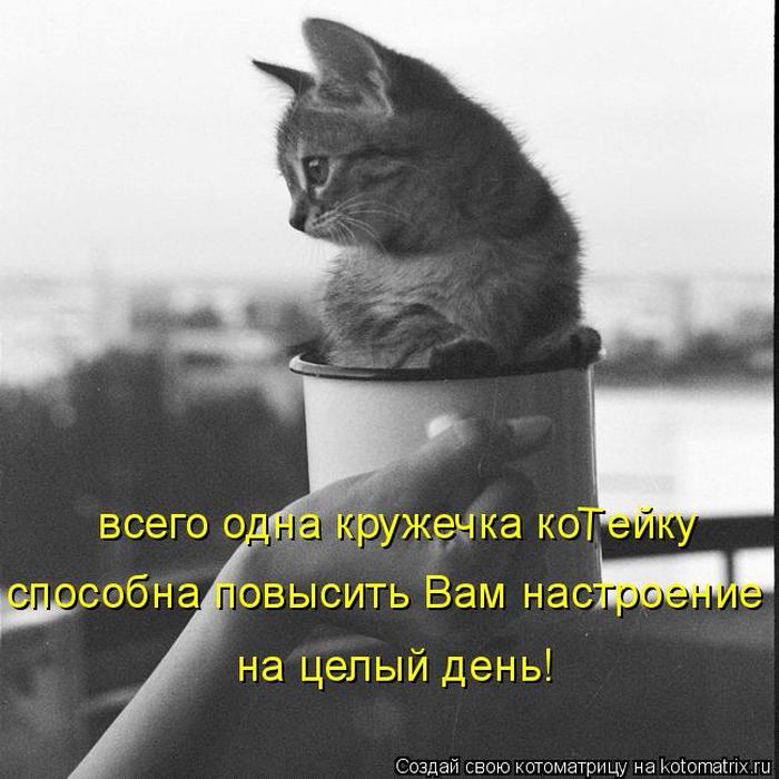 Цитаты про котиков